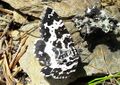 Schmetterling Steirischer Bodensee (2).jpg