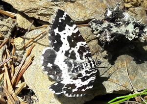Schmetterling Steirischer Bodensee (2).jpg
