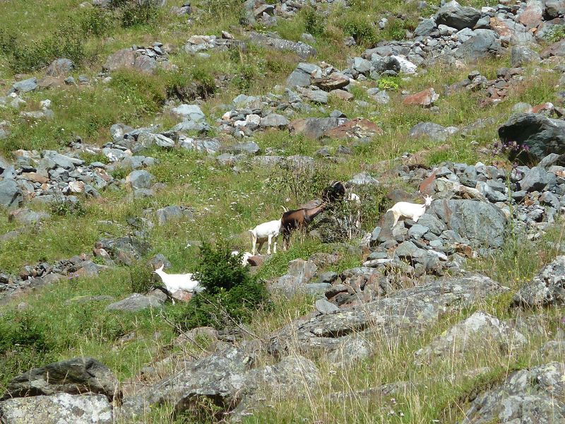 Datei:Ziegenherde, Roßgrubalm, Hollersbachtal 1.jpg