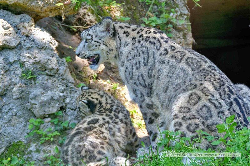 Datei:2025 06 17 Zoo Salzburg Schneeleoparden 02.jpg
