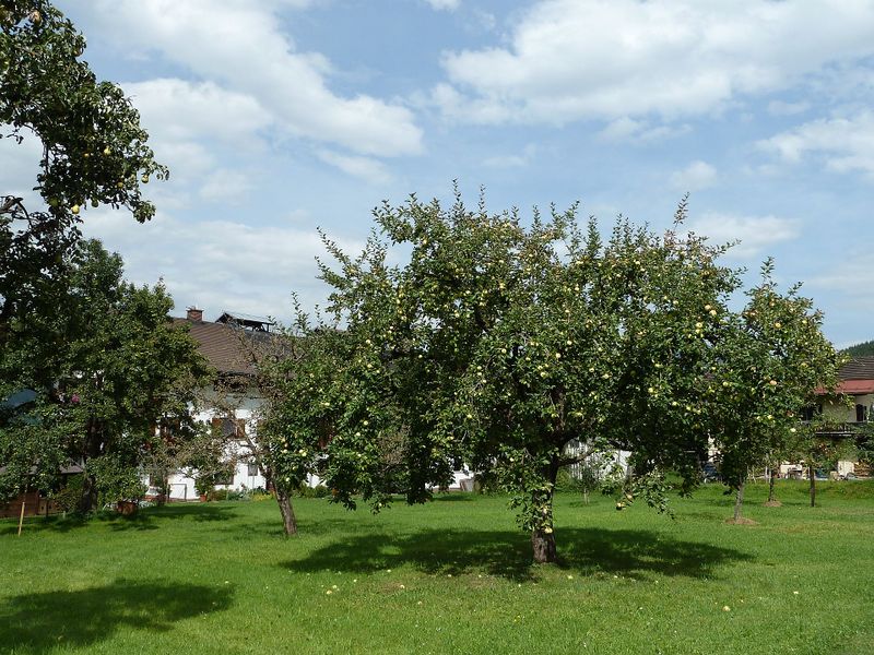 Datei:Apfelbaum, Kaprun 1.jpg