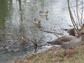 Graugänse Leopoldskroner Weiher.jpg