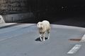Grossglockner wandern 34.jpg