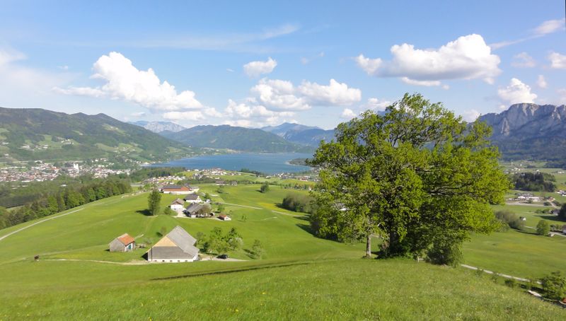 Datei:Irrsbergeiche im Mai 2011.jpg