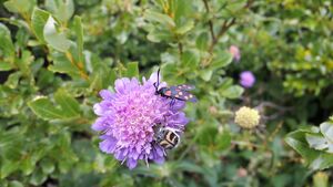 Gemeines Blutströpfchen 20210802 1.jpg