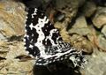 Schmetterling Steirischer Bodensee (3).jpg