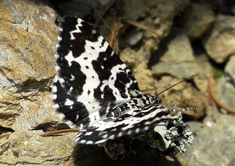 Datei:Schmetterling Steirischer Bodensee (3).jpg