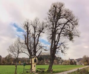 Freisaalweg im November.jpg