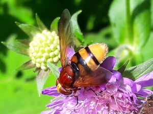 Hornissenschwebfliege Jägersee 20250718 1 (8).jpg