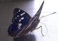 Kleiner Schillerfalter Apatura ilia Bischofshofen 20220619 1pg (1).jpg