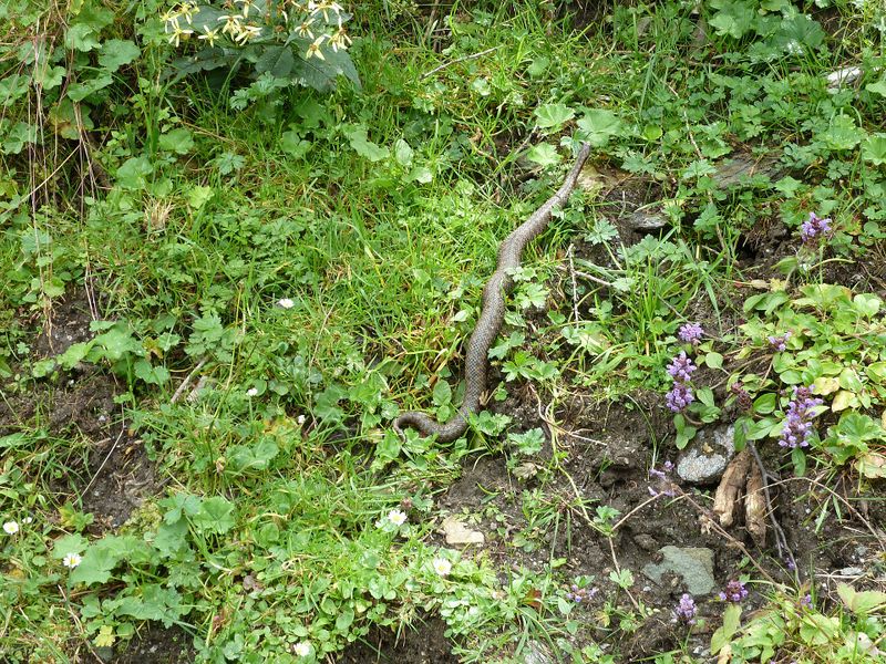 Datei:Kreuzotter, Krumltal 1.jpg