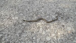 Ringelnatter (Natrix natrix) Nikolausberg Golling (1).jpg