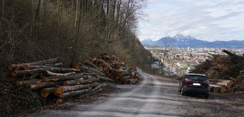 Datei:Baumschlägerungen beim Drei-Eichen-Weg.jpg
