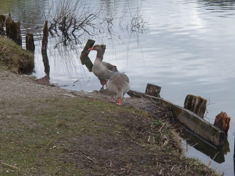 Datei:Graugänsepaar Leopoldskroner Weiher.jpg