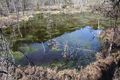 Mandlinger moor 69755 2018-04-18.jpg