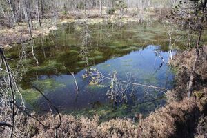 Mandlinger moor 69755 2018-04-18.jpg