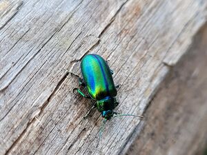 Prächtiger Blattkäfer Gnadenalm (6).jpg