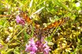 Lepidoptera Seidlwinkltal 1 (1).jpg