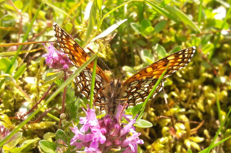 Datei:Lepidoptera Seidlwinkltal 1 (1).jpg