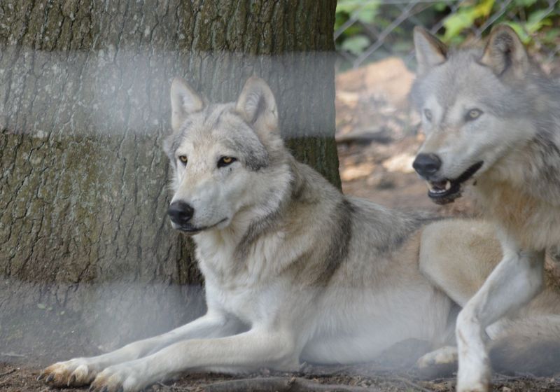 Datei:Timberwölfe, Wolfforschungszentrum Ernstbrunn.jpg