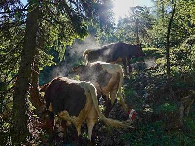 Vierkaseralm Almauftrieb 2021 11.jpg