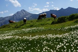 Weißpriachtal 18401 2011-07-09.jpg