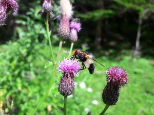 Gemeine Waldschwebfliege Tennfall Tweng 20250913 1 (4).jpg