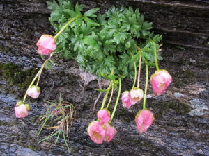 Gletscher-Hahnenfuß (Ranunculus glacialis).jpeg