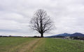 Gschirnlinde, Ansicht von Süden.jpg
