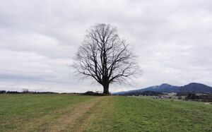 Gschirnlinde, Ansicht von Süden.jpg