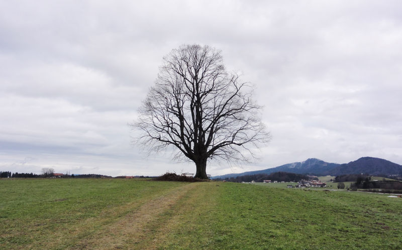 Datei:Gschirnlinde, Ansicht von Süden.jpg
