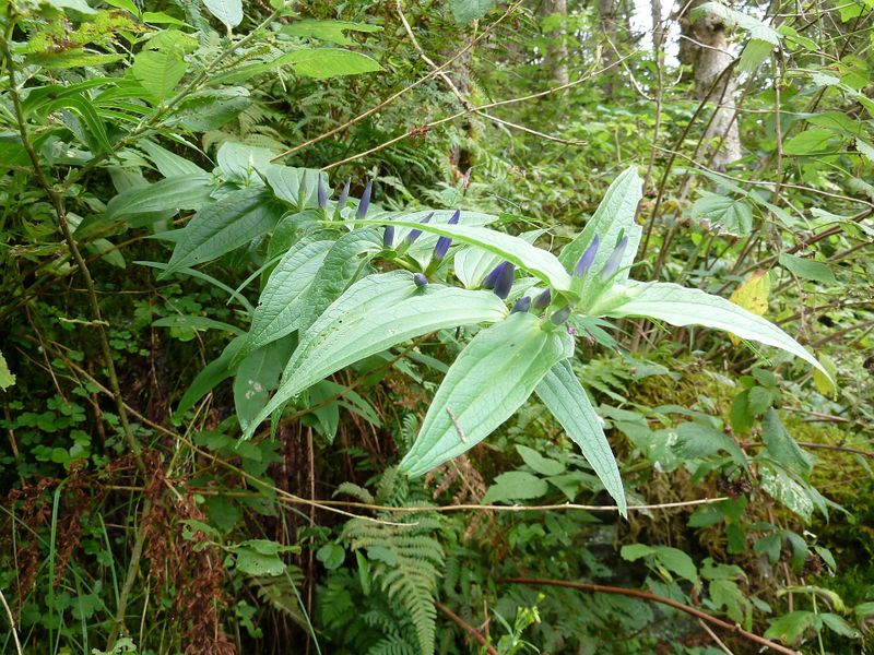Datei:Schwalbenwurz-Enzian, Habachtal.jpg