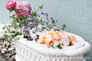Tief Ulli verschneite Frühlingsblumen 02.jpg