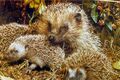 Igel Familie Naturschutz.jpg