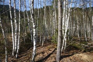 Mandlinger moor 69828 2018-04-18.jpg