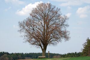 Linde am Rainbichl in Tyrlaching.jpg