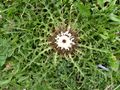 Silberdistel.jpg