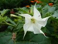 Stechapfelblüte 1.jpg