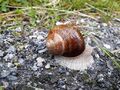 Weinbergschnecke Böndlsee (3).jpg