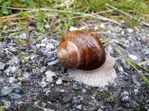 Weinbergschnecke Böndlsee (3).jpg