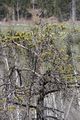 Mandlinger moor 69735 2018-04-18.jpg