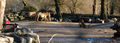 Przewalski-Pferde im Hellbrunner Zoo.jpg