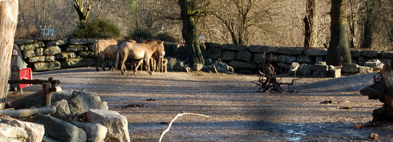 Datei:Przewalski-Pferde im Hellbrunner Zoo.jpg
