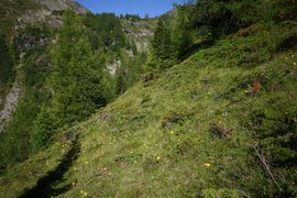 Wirpitschalm 29956 2016-07-10.jpg