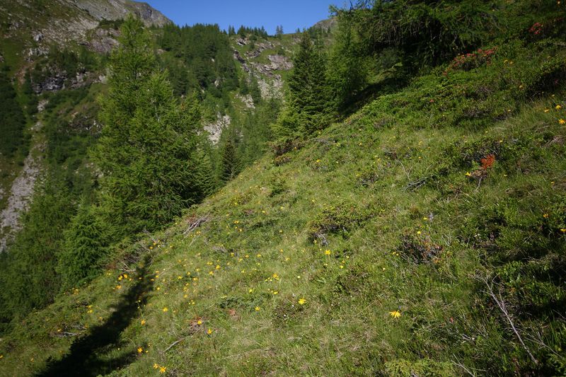 Datei:Wirpitschalm 29956 2016-07-10.jpg