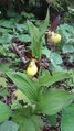 Gelber Frauenschuh (Cypripedium calceolus) 06.jpg