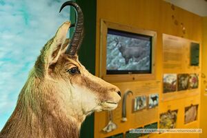 Nationalpark Informationsstelle Zimmererhütte 13.jpg