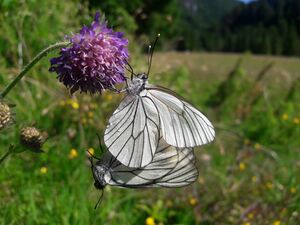 Baumweißling Paarung Klettergarten Wiesensee Tirol 20250621 1 (5).jpg