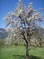 Blühender Mostbirnbaum Hummersdorf.jpg