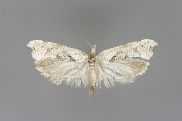 Ypsolopha asperella SALZBURGWIKI